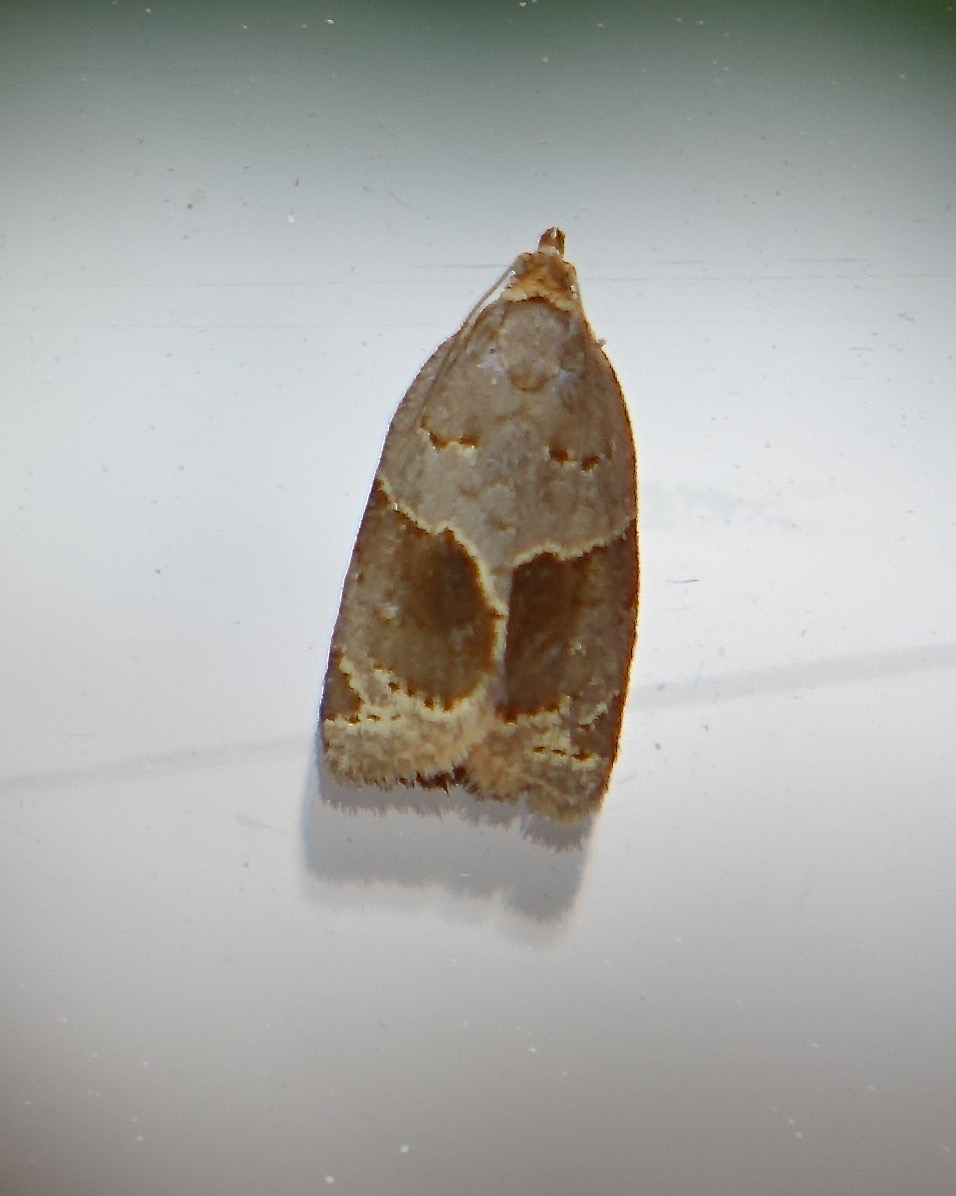 acleris laterana